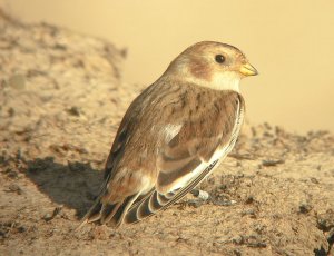 Snow Bunting