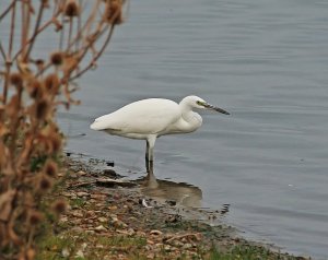 Little Egret