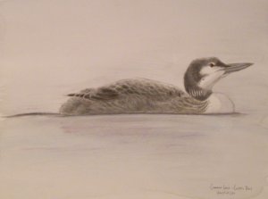Common Loon - Colpoy's Bay