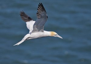 Gannet