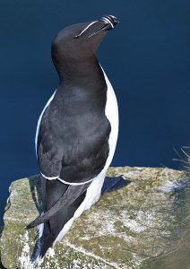 Razorbill