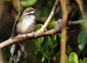 Arafura Fantail