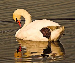 Evening Swan