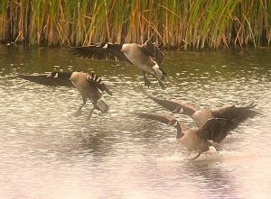 Canada Geese - Last Light