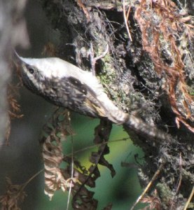 Bar-Tailed Tree Creeper