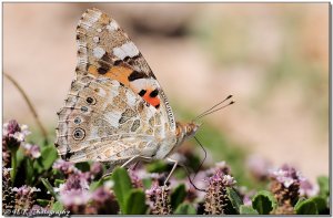 Vanessa Cardui