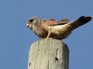 Kestrel