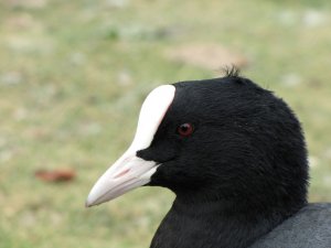 Coot close up