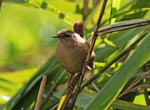 Wren - In The Reeds