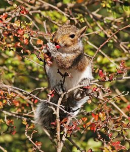 Grey Squirrel - After a Haw