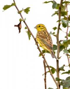 Yellowhammer