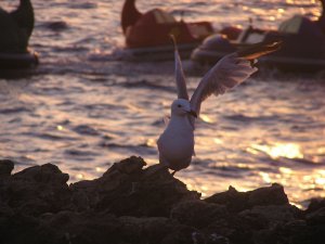Audions Gull in the sunset (Ibiza)