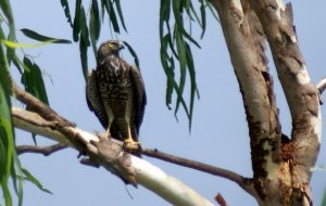 Brown Goshawk (immature)