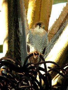 Red-necked Falcon