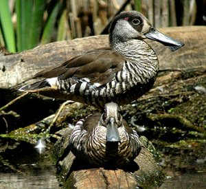 Pink-eared Duck