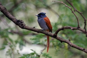 African Paradise Flycatcher Female