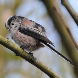 Long-tailed Tit