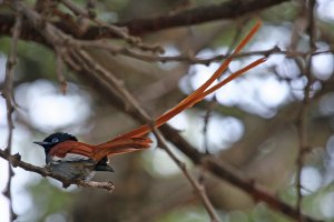 African Paradise Flycatcher Male