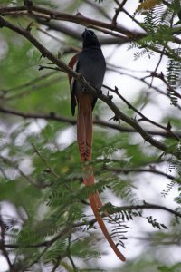 African Paradise Flycatcher Male