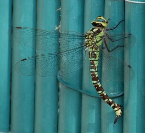 Southern Hawker (Aeshna cyanea)