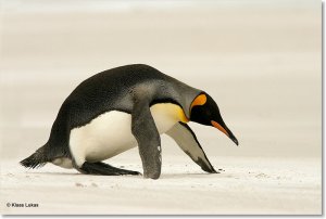 King Pinguin