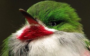 Narrow-billed Tody