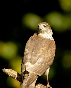 Sparrowhawk