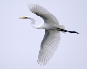 Great Egret