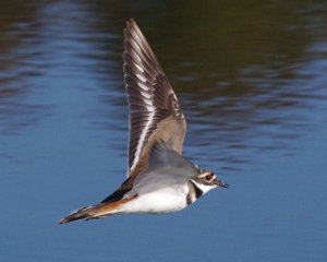 Kildeer in Flight