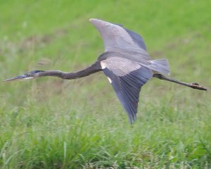 Great Blue Heron