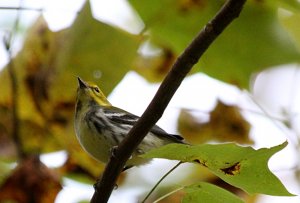 Black Throated Green Warbler