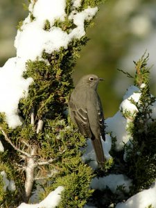 Townsend's Solitaire