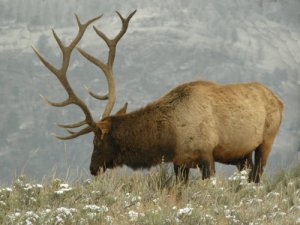 Elk