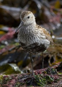 Dunlin