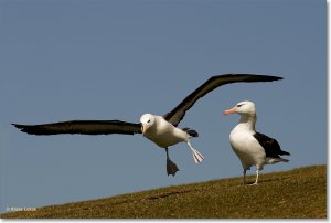 Black Browed Albatros