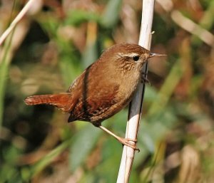 A Jenny Wren