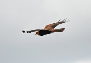 Another Marsh Harrier