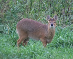 Chinese Water Deer