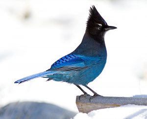 Steller's Jay