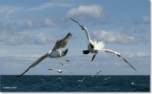 Gannet in Flight / Fight