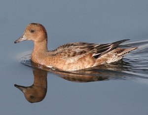 Reflective Wigeon