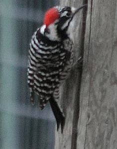 Nutall's Woodpecker