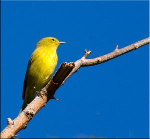 Yellow Warbler