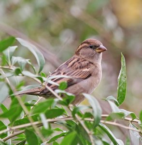 House Sparrow