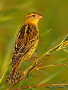 Golden Hour Bobolink