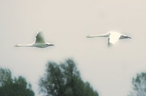 Autumn Whooper Swans