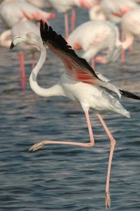 Lesser Flamingo