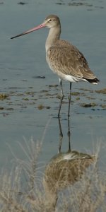 Black-tailed Godwit