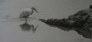 little egret