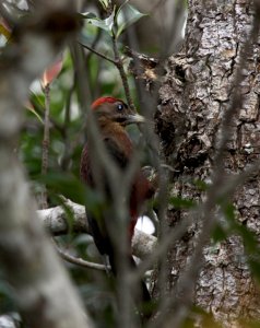 Critically Endangered-Pryer's Woodpecker